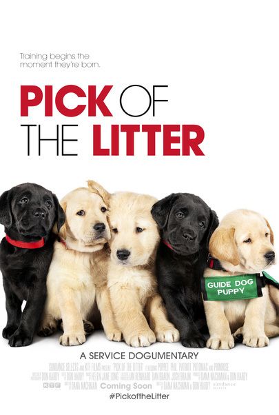 Movie poster for "PICK OF THE LITTER"